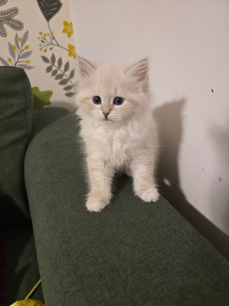 Siberian Neva Masquerad kittens 