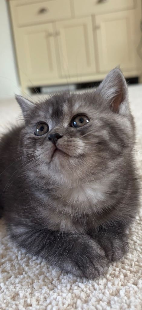 Full British Shorthair Kittens