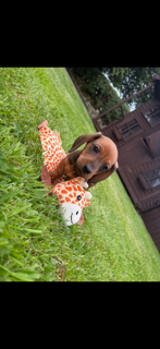 Miniature Dachshund Puppies