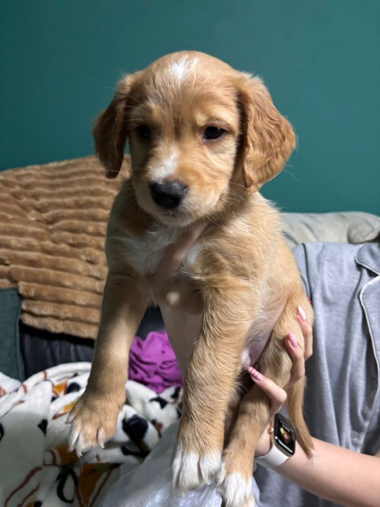 5 Puppy’s cocker spaniel/border collie mix
