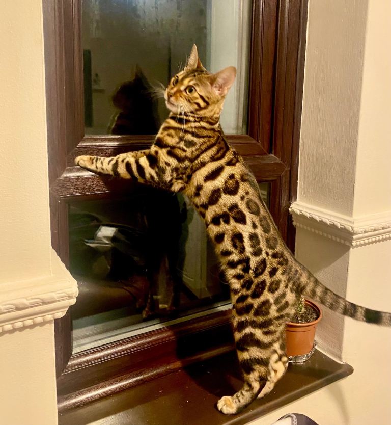 Pure Bengal Kitten 