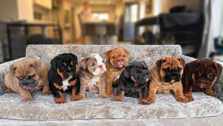 1st class English bulldog puppies 