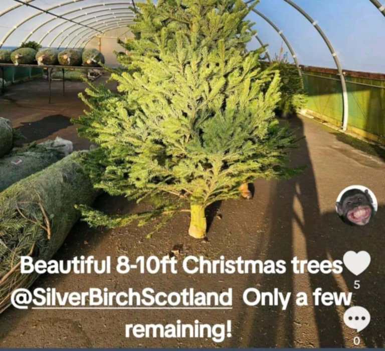 image for Large Xmas Trees