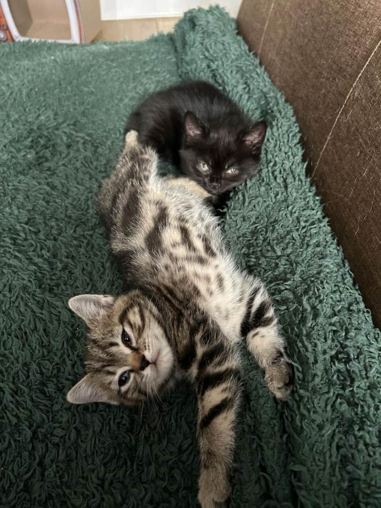 Kittens fot sale