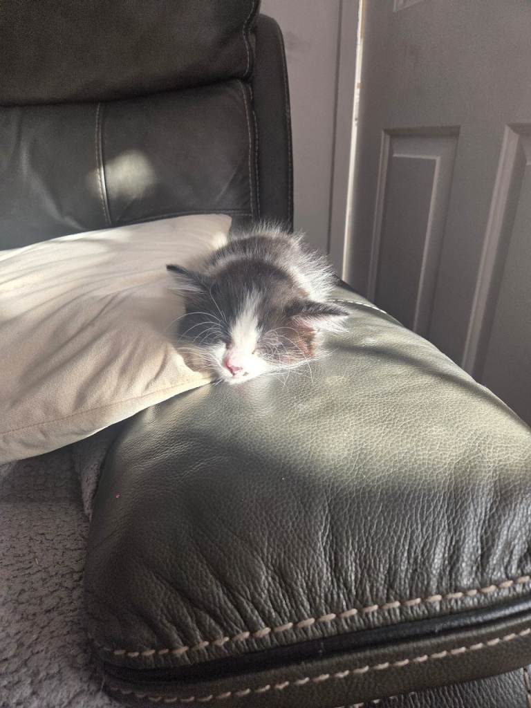 Male kitten