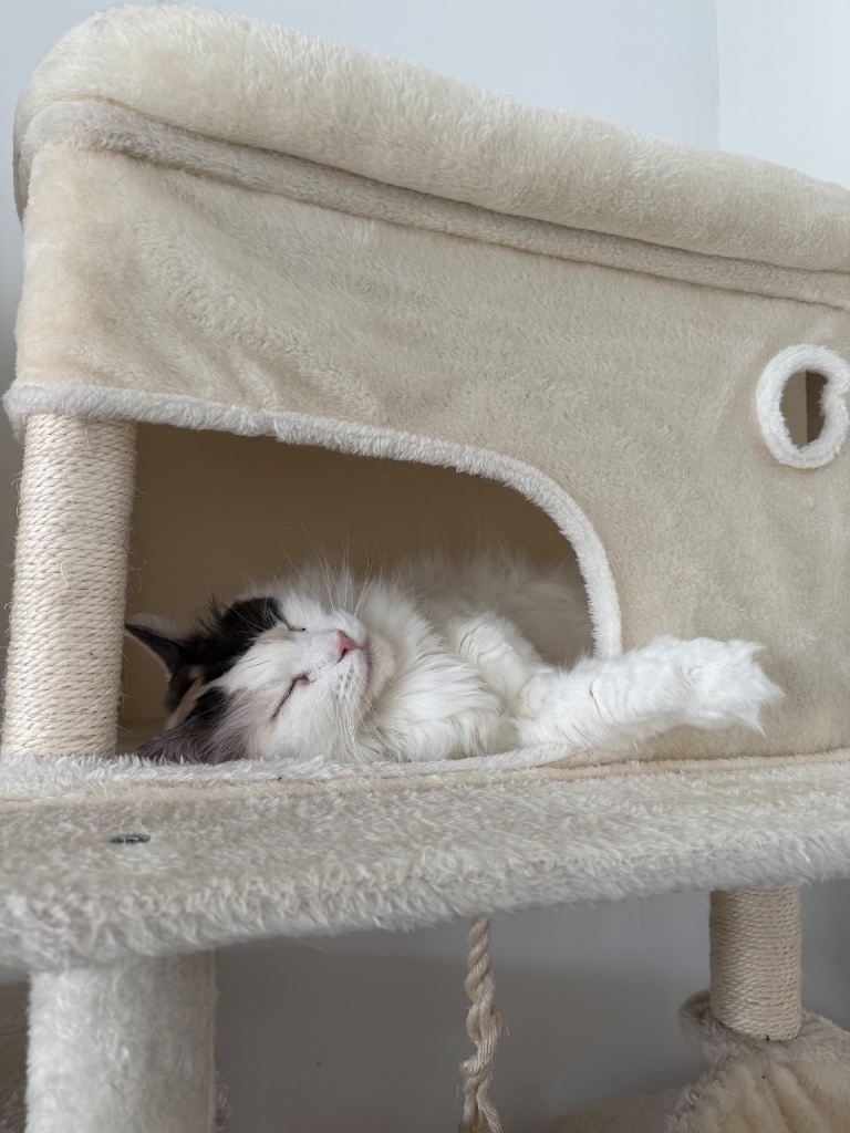 Stunning GCCF registered Mainecoons mother and daughter ( PLEASE READ FULL ADVERT) 