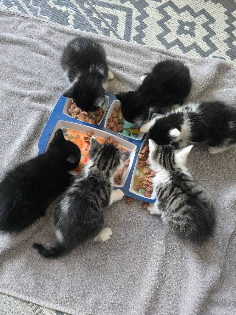 6 kittens for sale