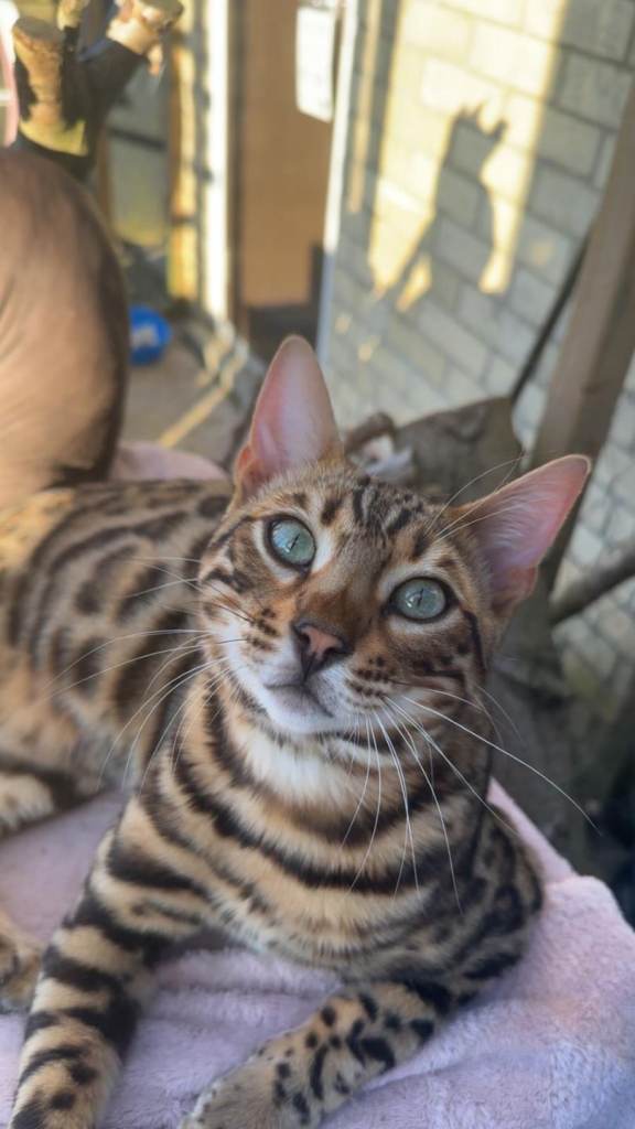Simba male bengal 