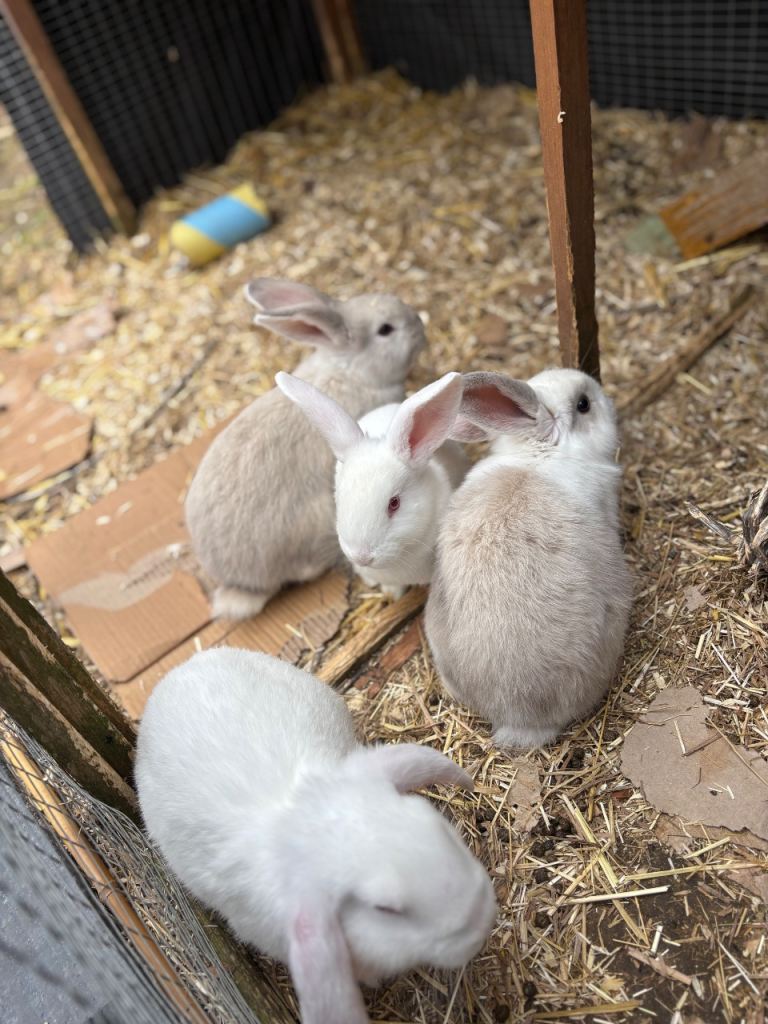 Baby Bunnies for Sale