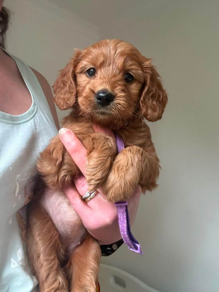 Goldador puppies 