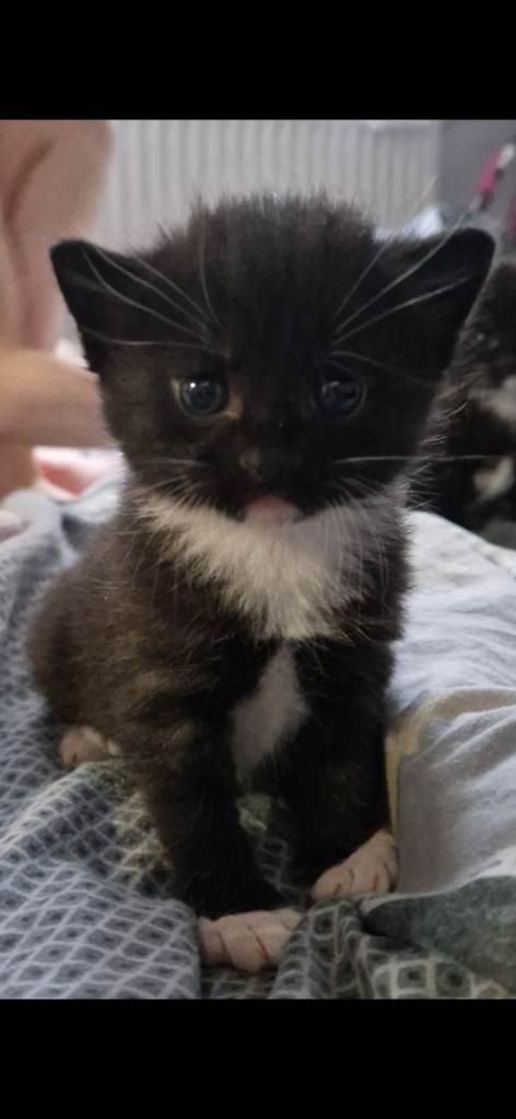 Three beautiful male kittens available