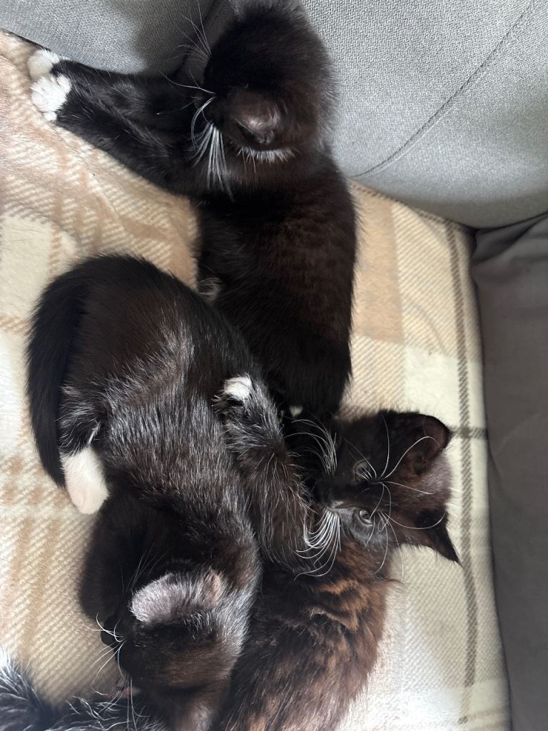 3 kittens for sale 