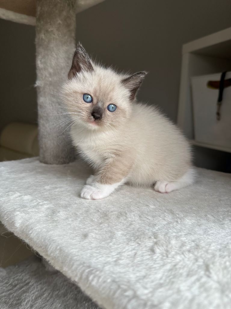 Ragdoll x Mainecoon kittens