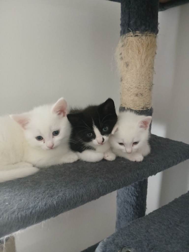 1/4 Persian/tabby kittens