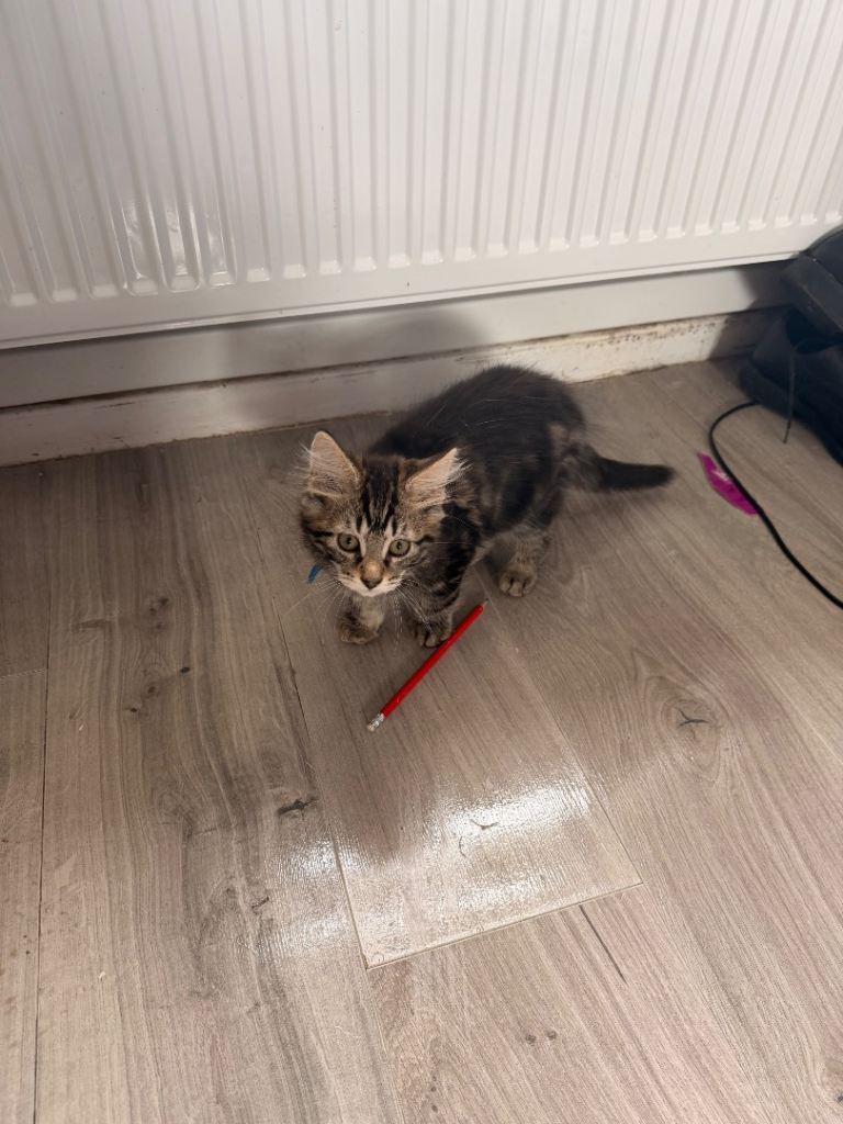 2 male kittens for sale. 