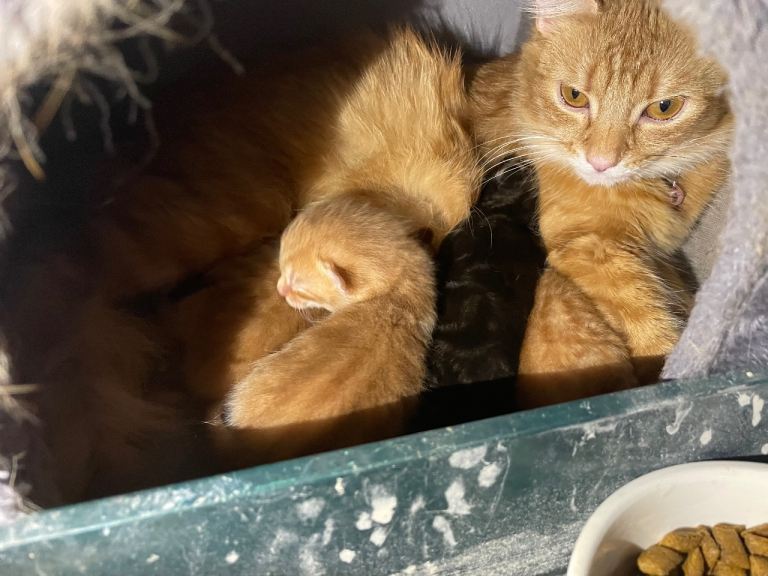 Kittens 3 ginger and 1 tabby mother resembles a Norwegian forest cat / main coon 