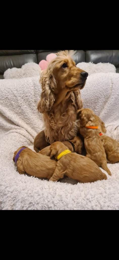 Cockapoo puppy ready now