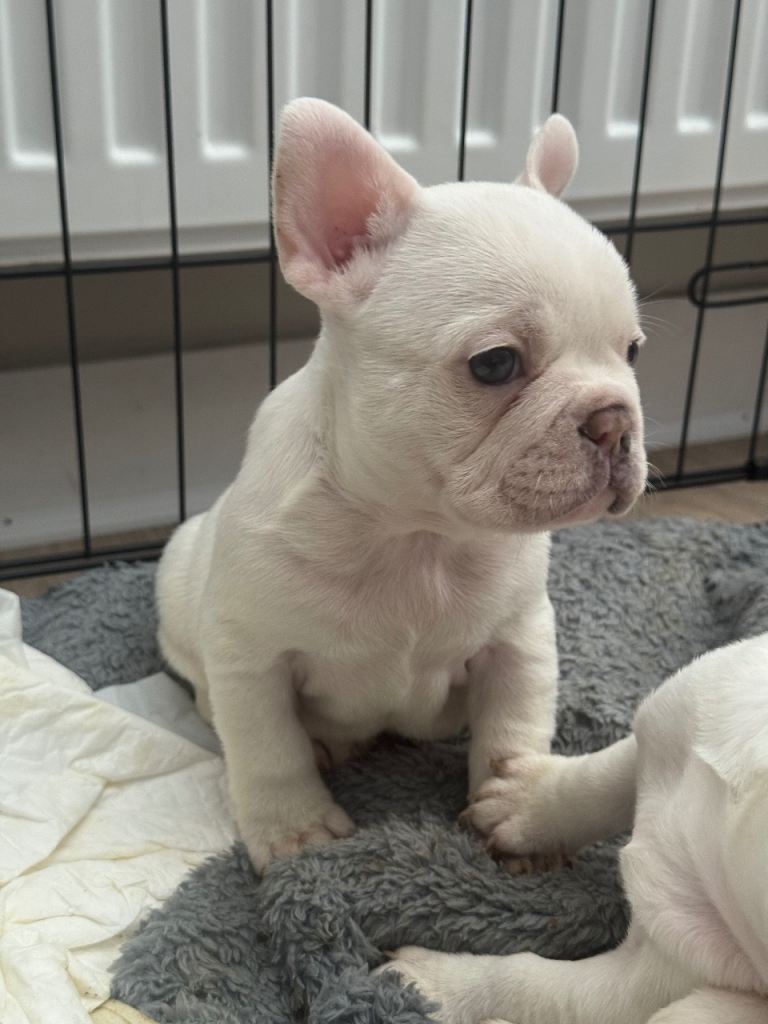 KC registered French bulldog female