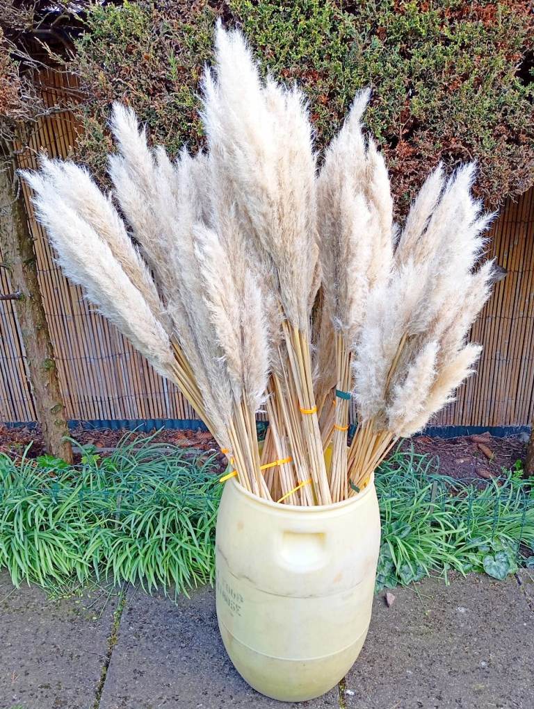 Pampas grass stems for decoration, weddings etc