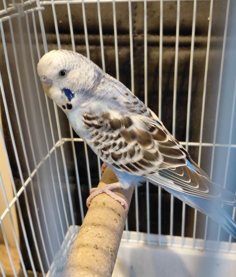 Budgie for sale - 6 months old