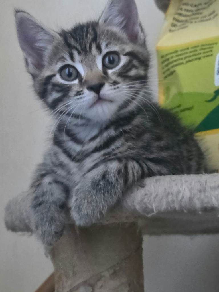 Beautiful kittens