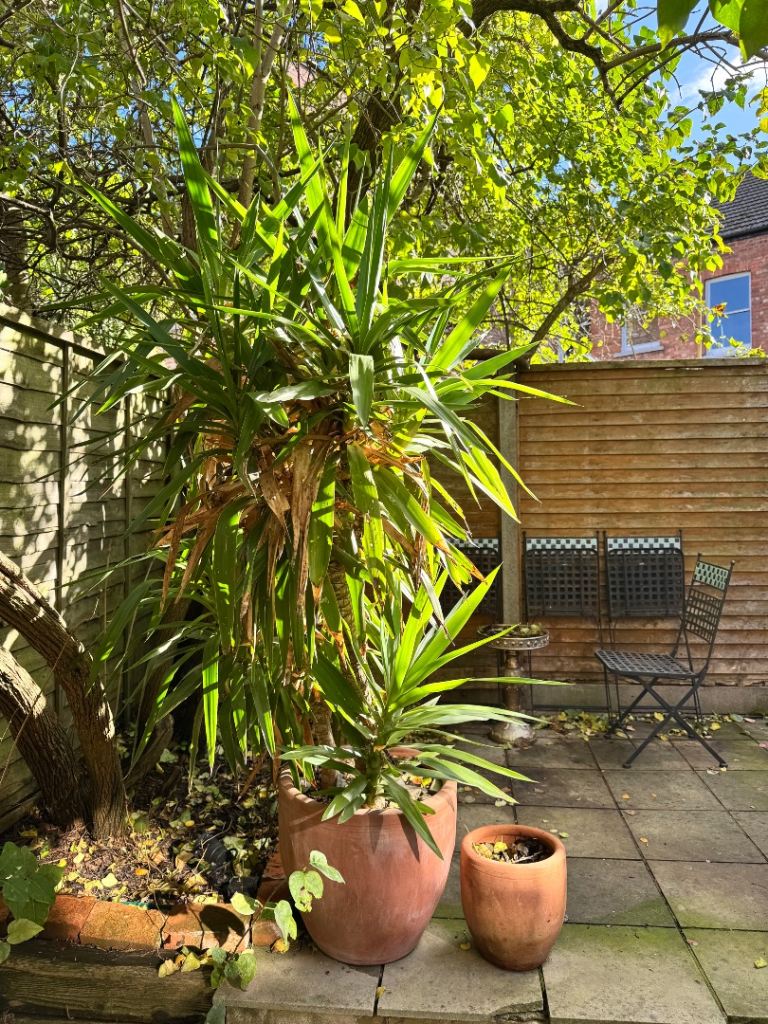 XXL Yukka Plant - INCLUDING terracota pot