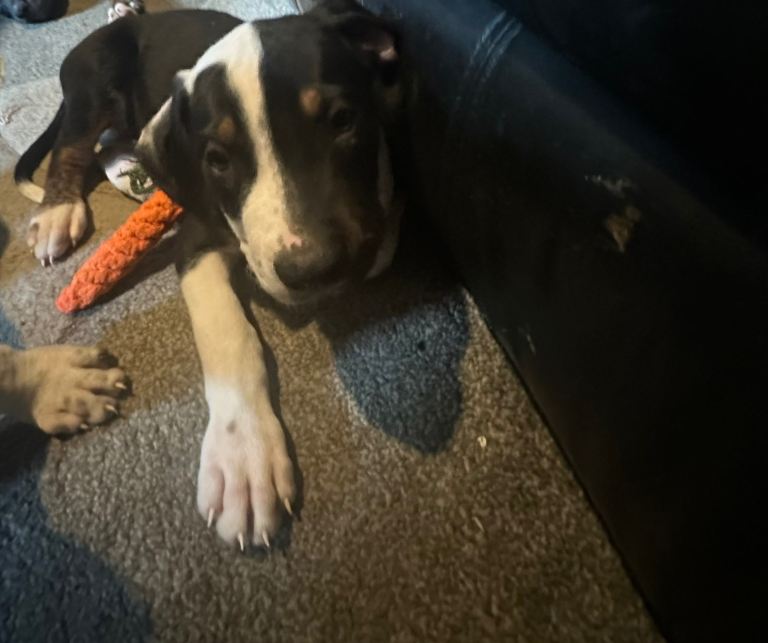 mastiff cross ridgeback puppies 