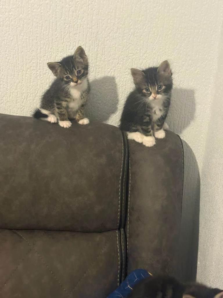 Lovely kittens 