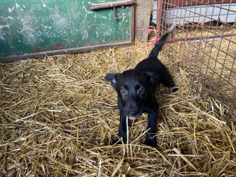Border Collie x Kelpie pups