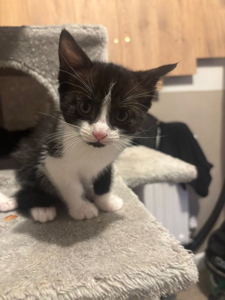 Kittens for sale