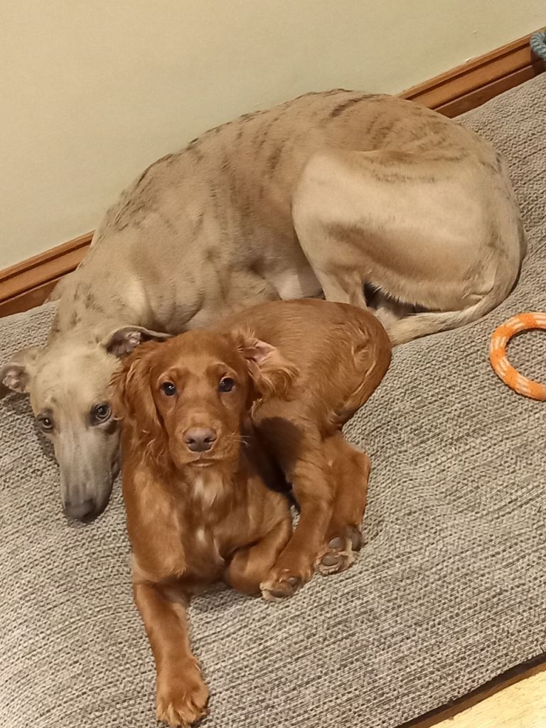 Pups for sale born in a few weeks 