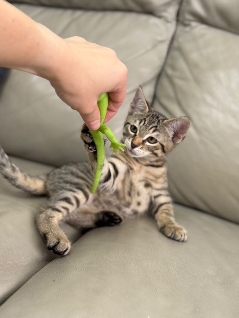 Tabby Bengal mix