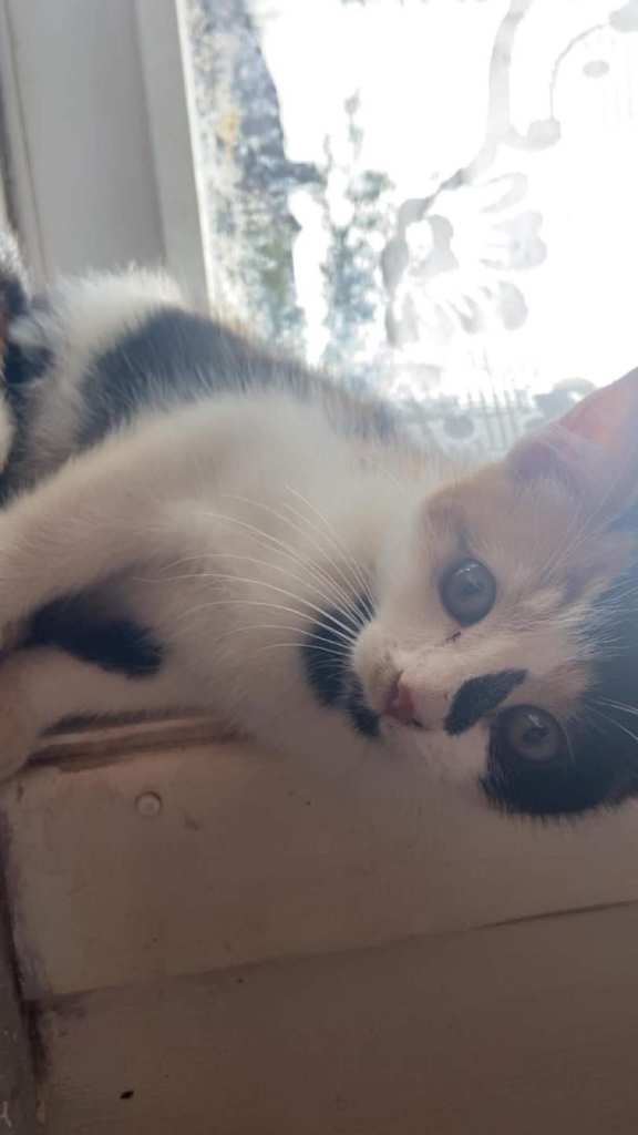 3 gorgeous very friendly kittens
