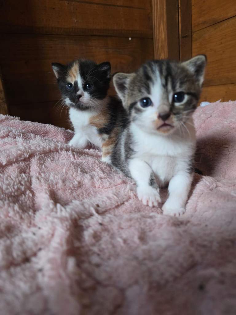 Gorgeous Fluffy Long-Haired Kittens – 1 Boy left 🐾