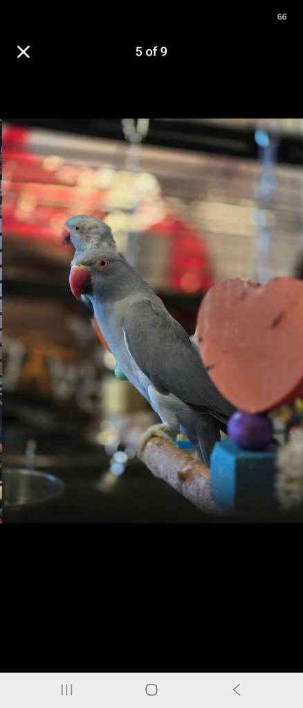 Blue Indian Ringneck 