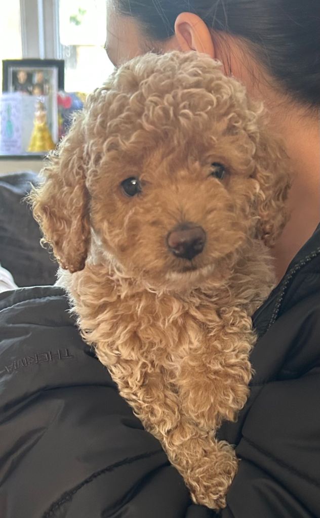Last Stunning Champagne Cockapoo Boy Ready Now 🐾