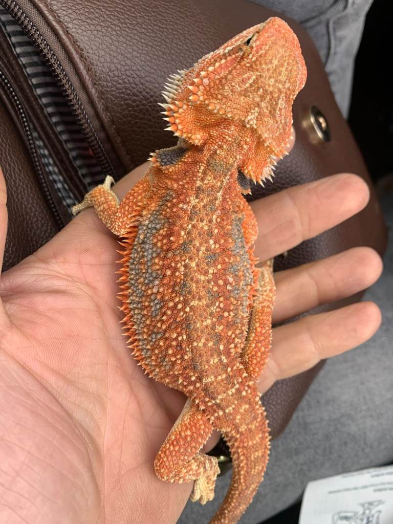 Red baby bearded dragons 
