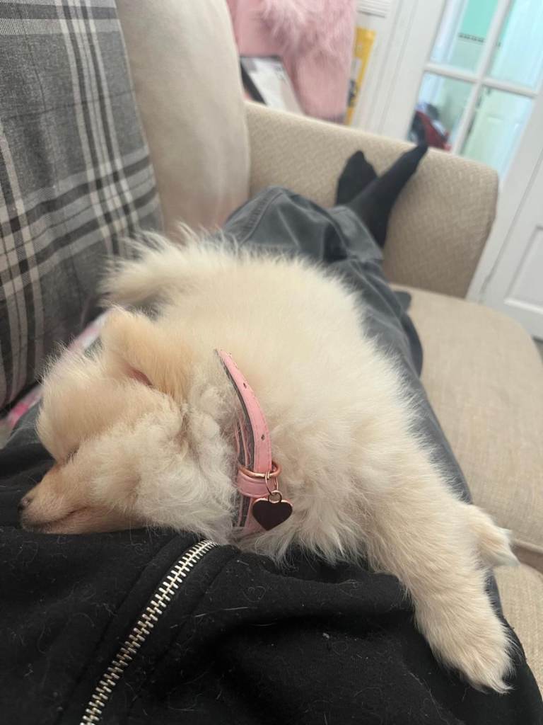 Last little girl looking for her forever home