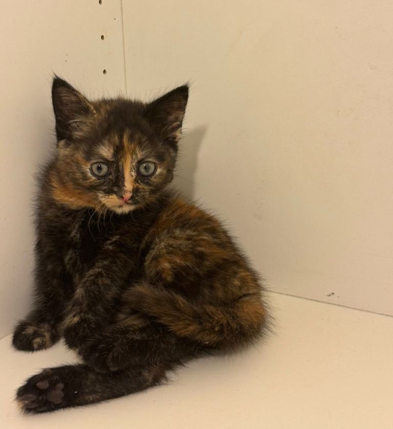 Cute baby girl kitty cat 