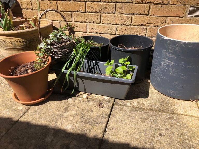 Mixture of pots with spring bulbs, plants and herbs