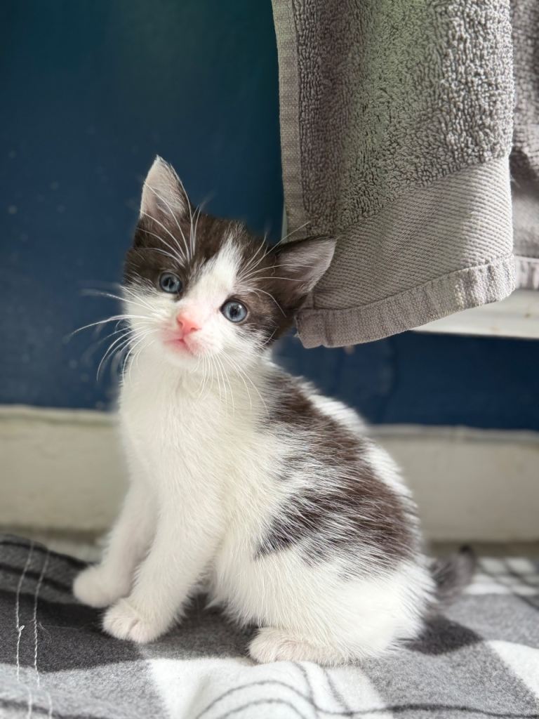 Kittens 