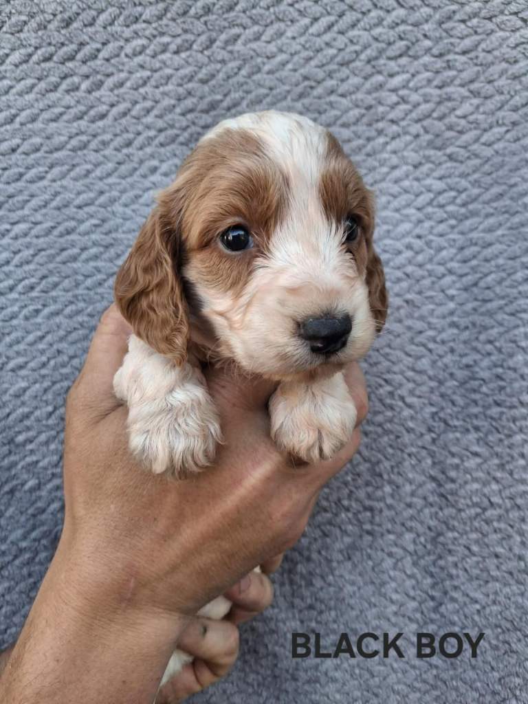 Cockapoo puppies