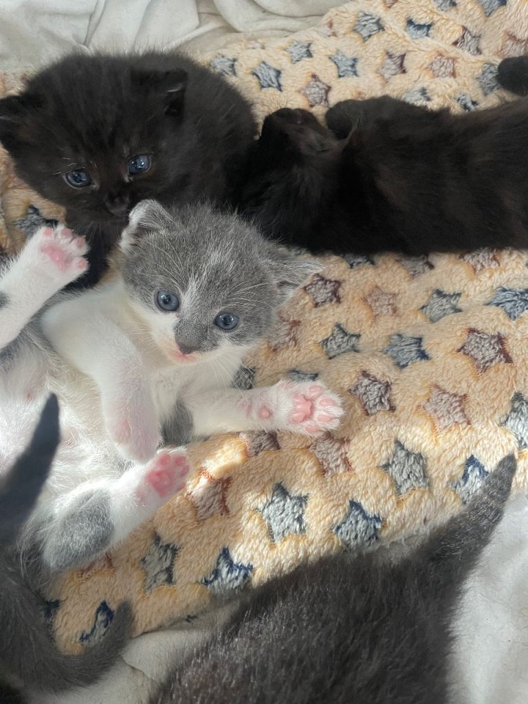 Tuxedo & part Siamese kittens 6 LEFT!