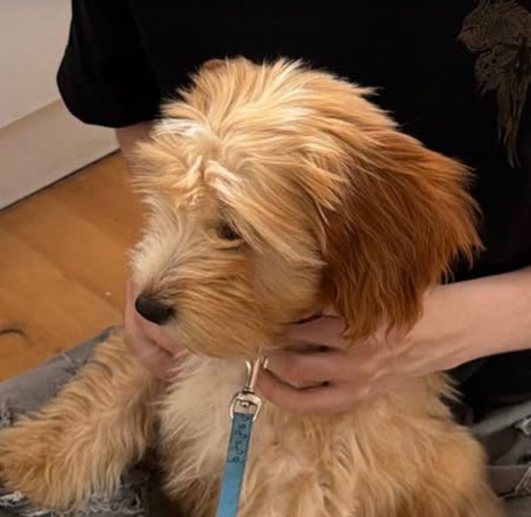 Cockapoo girl
