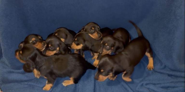 8 dachshund puppies 5girls 3boys