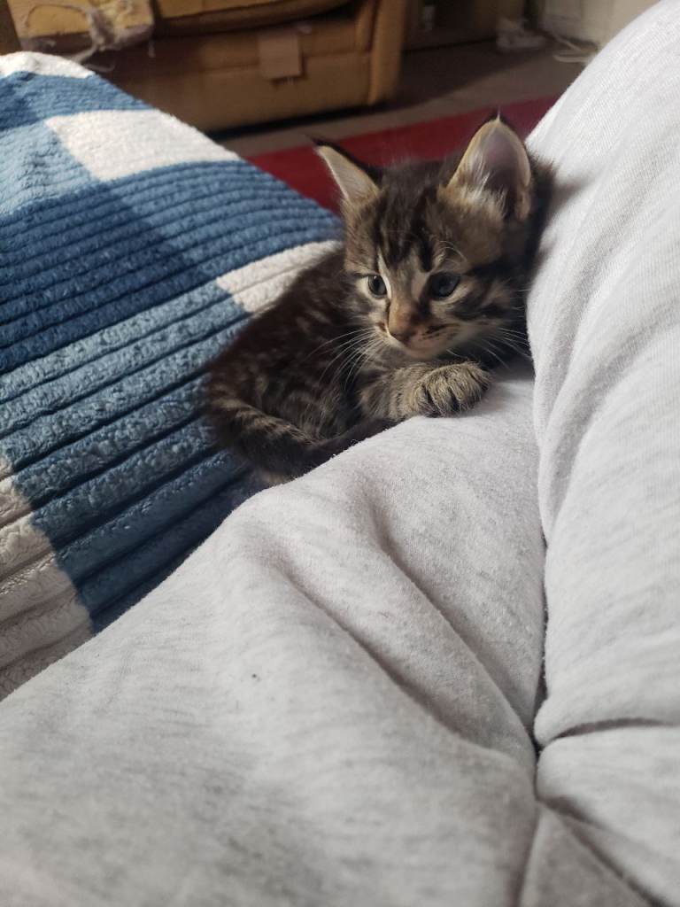 Kittens 