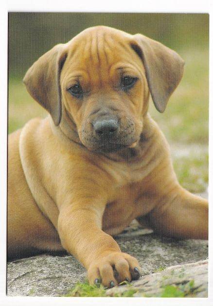 Framed Or Un-Framed Original Print Of A Puppy Dog