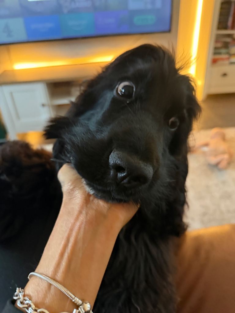 Cocker spaniel pup 