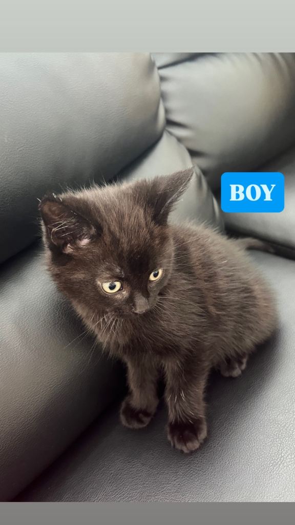 Tabby X Ragdoll kittens 