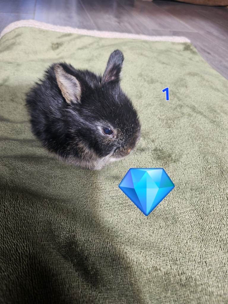 Adorable Hand-Reared Rabbit Kits – Netherland Dwarf × Holland Lop Cross